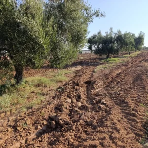 Agence Immobiliere A Kairouan Forsa Immo Kairouan 19