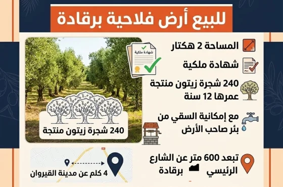 موسم الزيتون 2026 في القيروان: هل هو الوقت المناسب لشراء سانية أو أرض فلاحية؟